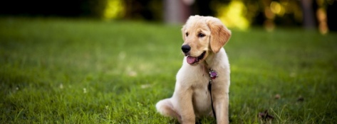 Puppy-Labrador-851x315